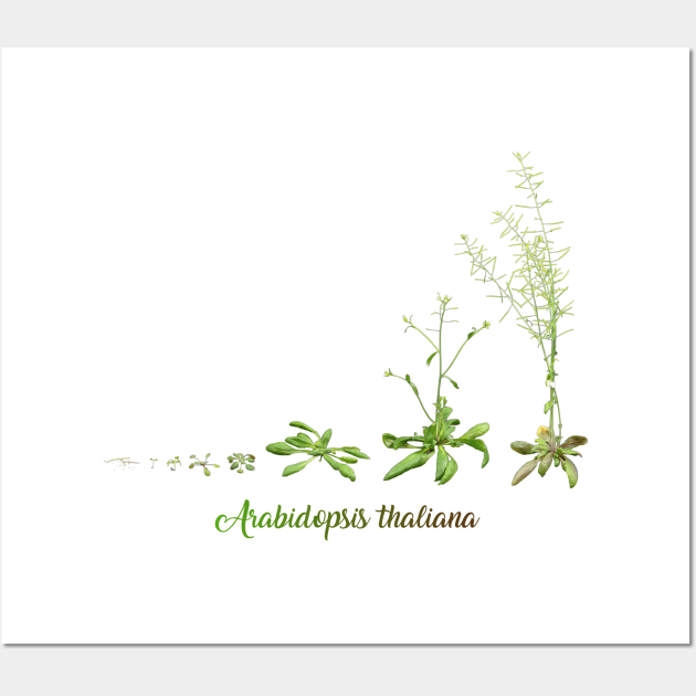 Arabidopsis thaliana development Wall Art by anamarioline